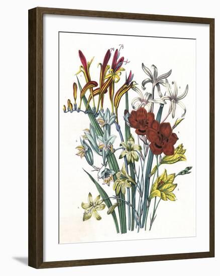 Freesia and Others-null-Framed Art Print