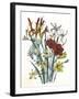 Freesia and Others-null-Framed Art Print