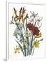 Freesia and Others-null-Framed Art Print