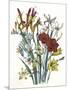 Freesia and Others-null-Mounted Art Print