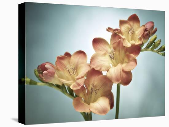 Freesia, Flower, Blossoms, Buds, Still Life, Pink, Yellow, Blue-Axel Killian-Stretched Canvas