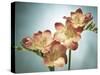 Freesia, Flower, Blossoms, Buds, Still Life, Pink, Yellow, Blue-Axel Killian-Stretched Canvas