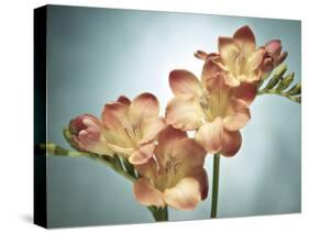 Freesia, Flower, Blossoms, Buds, Still Life, Pink, Yellow, Blue-Axel Killian-Stretched Canvas