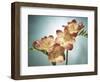 Freesia, Flower, Blossoms, Buds, Still Life, Pink, Yellow, Blue-Axel Killian-Framed Photographic Print