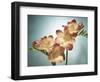 Freesia, Flower, Blossoms, Buds, Still Life, Pink, Yellow, Blue-Axel Killian-Framed Photographic Print