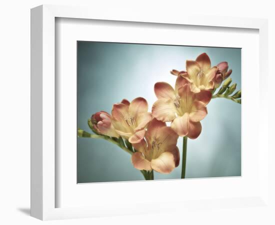 Freesia, Flower, Blossoms, Buds, Still Life, Pink, Yellow, Blue-Axel Killian-Framed Photographic Print