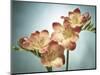 Freesia, Flower, Blossoms, Buds, Still Life, Pink, Yellow, Blue-Axel Killian-Mounted Photographic Print