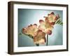 Freesia, Flower, Blossoms, Buds, Still Life, Pink, Yellow, Blue-Axel Killian-Framed Photographic Print