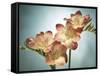 Freesia, Flower, Blossoms, Buds, Still Life, Pink, Yellow, Blue-Axel Killian-Framed Stretched Canvas