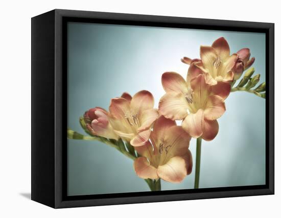 Freesia, Flower, Blossoms, Buds, Still Life, Pink, Yellow, Blue-Axel Killian-Framed Stretched Canvas