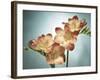 Freesia, Flower, Blossoms, Buds, Still Life, Pink, Yellow, Blue-Axel Killian-Framed Photographic Print