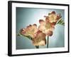 Freesia, Flower, Blossoms, Buds, Still Life, Pink, Yellow, Blue-Axel Killian-Framed Photographic Print