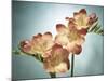 Freesia, Flower, Blossoms, Buds, Still Life, Pink, Yellow, Blue-Axel Killian-Mounted Photographic Print