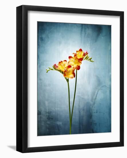 Freesia, Flower, Blossoms, Buds, Still Life, Red, Yellow, Blue-Axel Killian-Framed Photographic Print