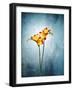 Freesia, Flower, Blossoms, Buds, Still Life, Red, Yellow, Blue-Axel Killian-Framed Photographic Print