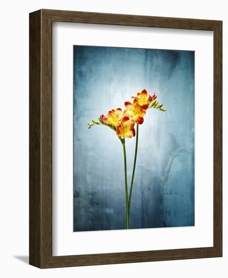 Freesia, Flower, Blossoms, Buds, Still Life, Red, Yellow, Blue-Axel Killian-Framed Photographic Print