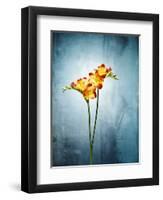 Freesia, Flower, Blossoms, Buds, Still Life, Red, Yellow, Blue-Axel Killian-Framed Photographic Print