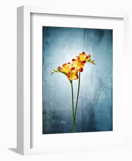 Freesia, Flower, Blossoms, Buds, Still Life, Red, Yellow, Blue-Axel Killian-Framed Photographic Print