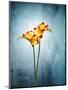 Freesia, Flower, Blossoms, Buds, Still Life, Red, Yellow, Blue-Axel Killian-Mounted Photographic Print