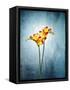 Freesia, Flower, Blossoms, Buds, Still Life, Red, Yellow, Blue-Axel Killian-Framed Stretched Canvas