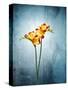 Freesia, Flower, Blossoms, Buds, Still Life, Red, Yellow, Blue-Axel Killian-Stretched Canvas