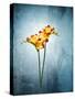 Freesia, Flower, Blossoms, Buds, Still Life, Red, Yellow, Blue-Axel Killian-Stretched Canvas