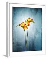 Freesia, Flower, Blossoms, Buds, Still Life, Red, Yellow, Blue-Axel Killian-Framed Photographic Print