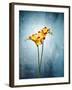 Freesia, Flower, Blossoms, Buds, Still Life, Red, Yellow, Blue-Axel Killian-Framed Photographic Print