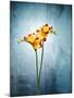 Freesia, Flower, Blossoms, Buds, Still Life, Red, Yellow, Blue-Axel Killian-Mounted Photographic Print