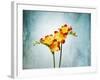 Freesia, Flower, Blossoms, Buds, Still Life, Red, Yellow, Blue-Axel Killian-Framed Photographic Print