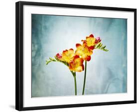 Freesia, Flower, Blossoms, Buds, Still Life, Red, Yellow, Blue-Axel Killian-Framed Photographic Print