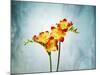 Freesia, Flower, Blossoms, Buds, Still Life, Red, Yellow, Blue-Axel Killian-Mounted Photographic Print