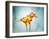 Freesia, Flower, Blossoms, Buds, Still Life, Red, Yellow, Blue-Axel Killian-Framed Photographic Print