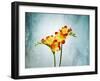 Freesia, Flower, Blossoms, Buds, Still Life, Red, Yellow, Blue-Axel Killian-Framed Photographic Print