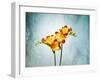 Freesia, Flower, Blossoms, Buds, Still Life, Red, Yellow, Blue-Axel Killian-Framed Photographic Print