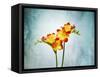 Freesia, Flower, Blossoms, Buds, Still Life, Red, Yellow, Blue-Axel Killian-Framed Stretched Canvas