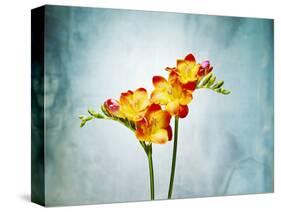 Freesia, Flower, Blossoms, Buds, Still Life, Red, Yellow, Blue-Axel Killian-Stretched Canvas