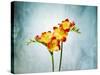 Freesia, Flower, Blossoms, Buds, Still Life, Red, Yellow, Blue-Axel Killian-Stretched Canvas