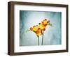 Freesia, Flower, Blossoms, Buds, Still Life, Red, Yellow, Blue-Axel Killian-Framed Photographic Print