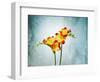 Freesia, Flower, Blossoms, Buds, Still Life, Red, Yellow, Blue-Axel Killian-Framed Photographic Print