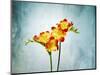 Freesia, Flower, Blossoms, Buds, Still Life, Red, Yellow, Blue-Axel Killian-Mounted Photographic Print