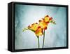 Freesia, Flower, Blossoms, Buds, Still Life, Red, Yellow, Blue-Axel Killian-Framed Stretched Canvas