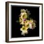 Freesia II-Magda Indigo-Framed Photographic Print