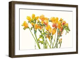 Freesia II-Tim O'toole-Framed Art Print