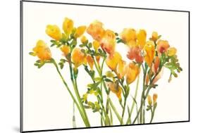 Freesia II-Tim O'toole-Mounted Art Print