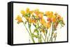 Freesia II-Tim O'toole-Framed Stretched Canvas