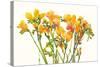 Freesia II-Tim O'toole-Stretched Canvas