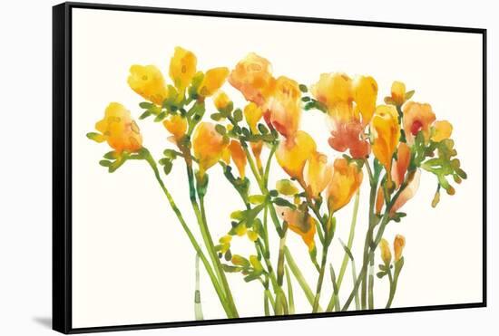 Freesia II-Tim O'toole-Framed Stretched Canvas