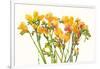 Freesia II-Tim O'toole-Framed Art Print