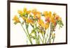 Freesia II-Tim O'toole-Framed Art Print